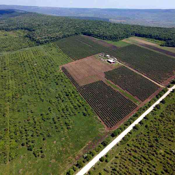 Aerial view of plum orchard rows on the Plumex family farm